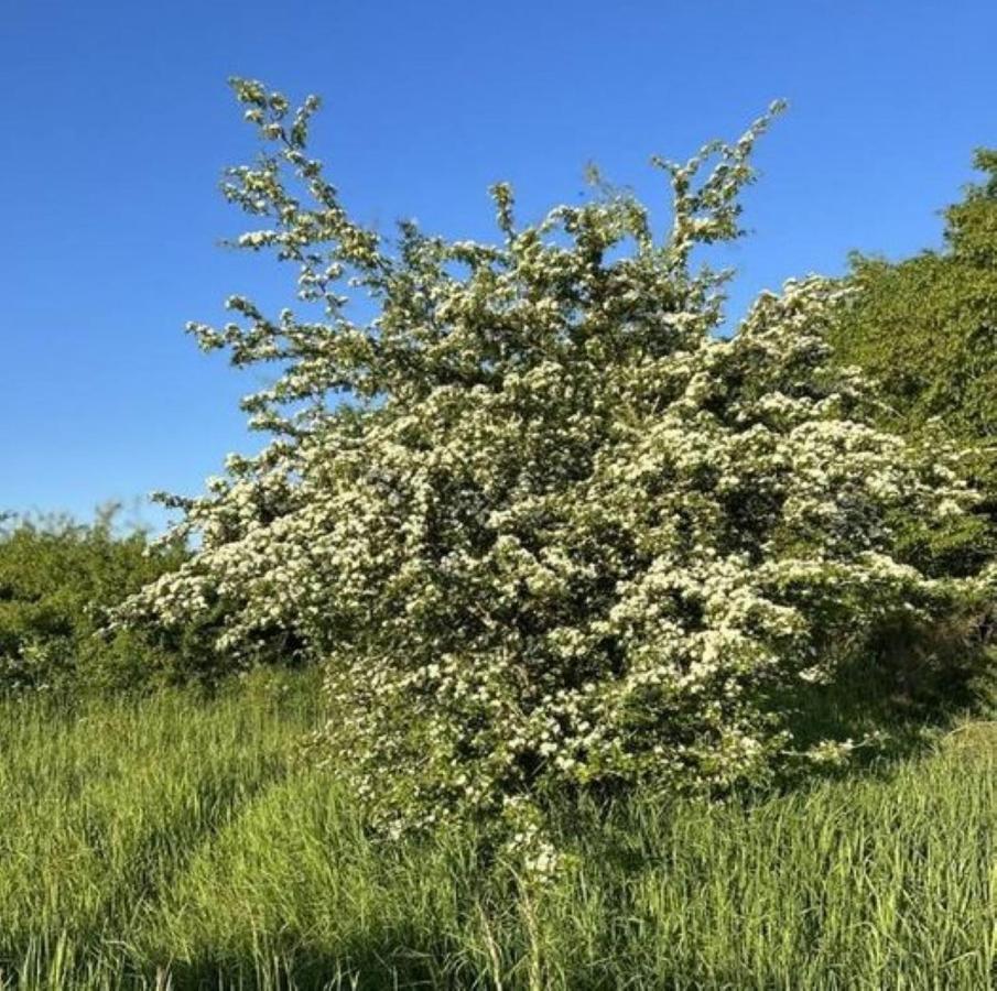 Ferienwohnung Classen Eifel Schleiden Esterno foto